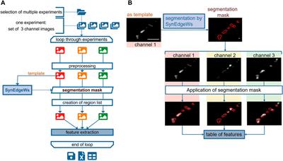 Development and Application of Automatized Routines for Optical Analysis of Synaptic Activity Evoked by Chemical and Electrical Stimulation
